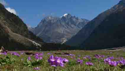 Rhododendrons blooming in Yumthang Valley during spring in Sikkim