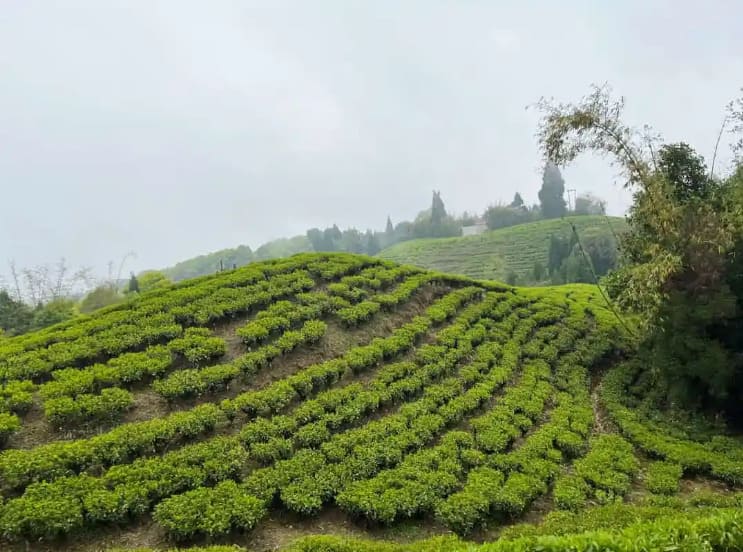 Tea estate: Rows of green tea bushes at Happy Valley Tea Estate in Darjeeling with mountains in the backdrop