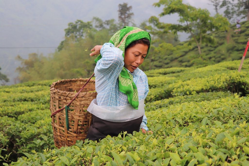 Darjeeling Kalimpong Monsoon Travel Guide