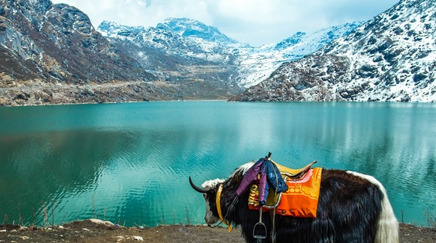 Picturesque Tsomgo Lake with yaks and snow-covered mountains near Gangtok